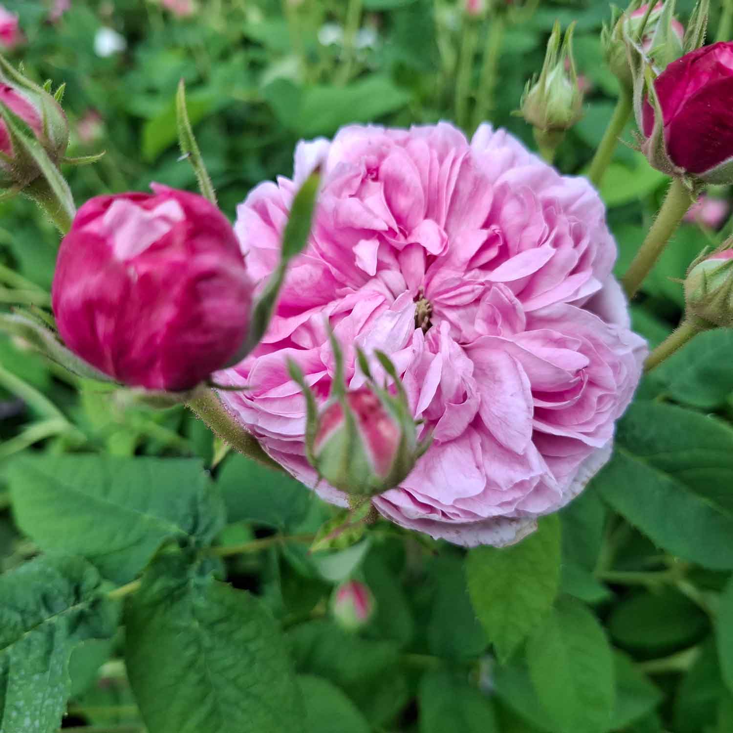 Rosa gallica 'Aimable Amie'