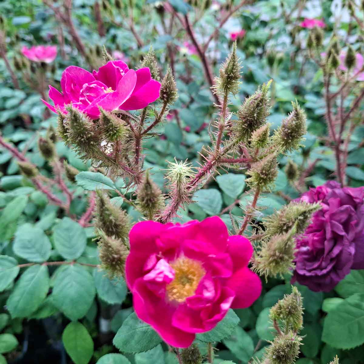 Mossros - Rosa centifolia 'Goethe'
