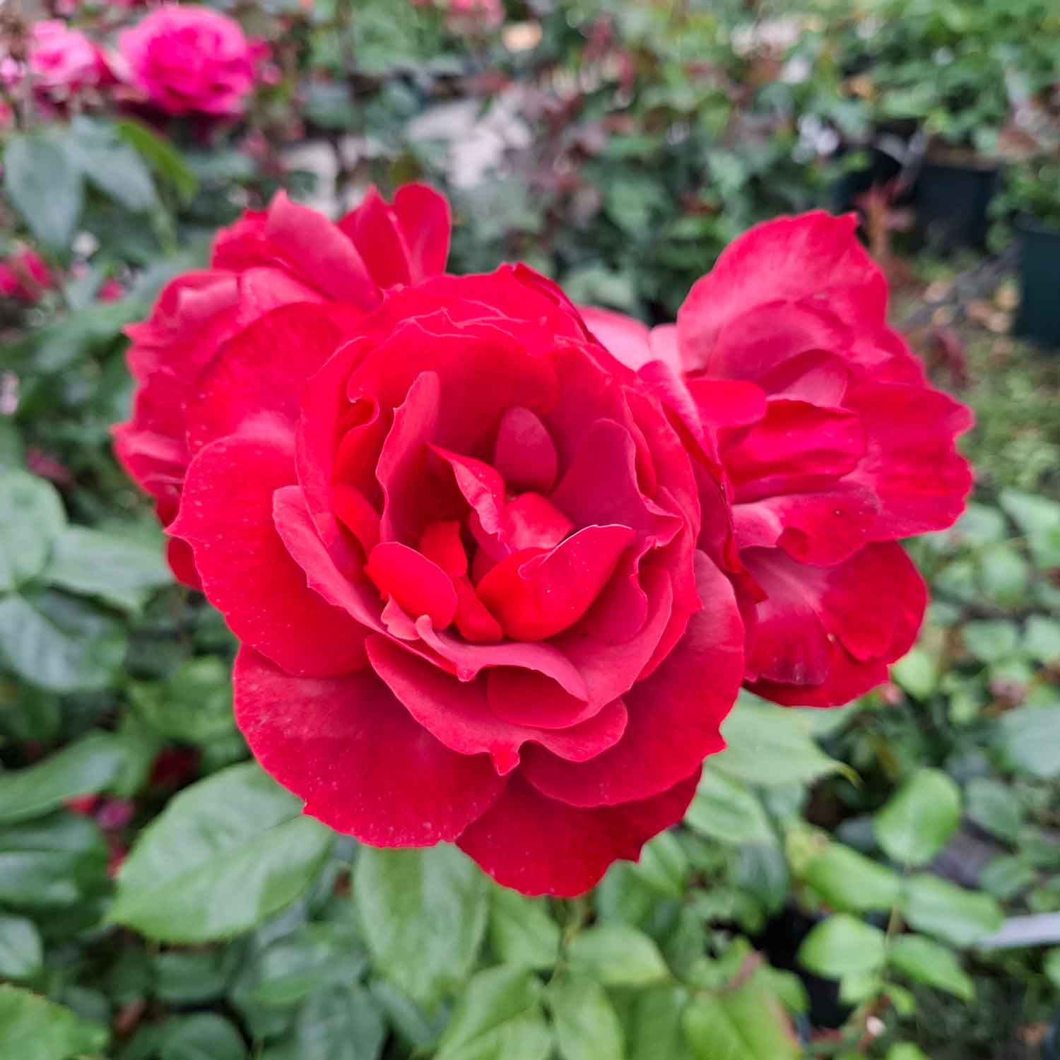 Rose 'Hot Chocolate'