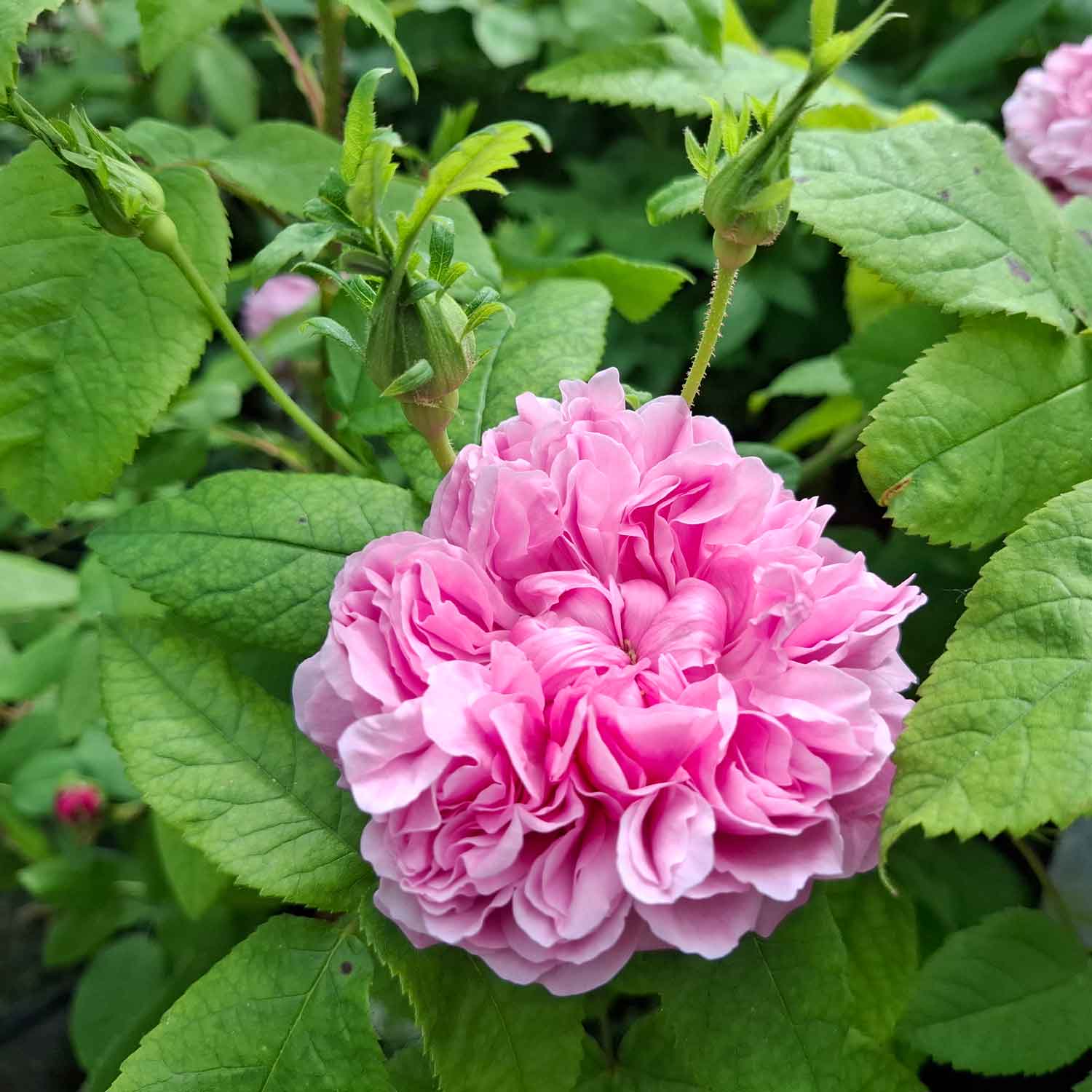 Historisk ros 'Jacques Cartier'