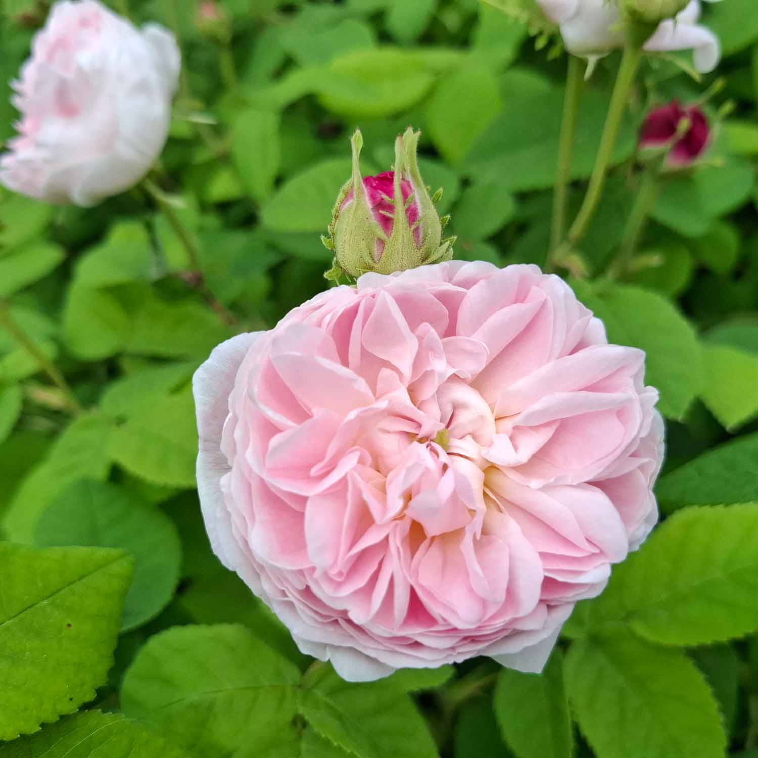Rosa 'Jenny Duval'