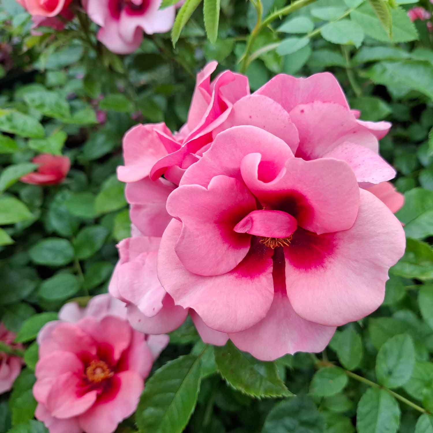 Rosa Maestro Babylon Eyes (IPB046310)