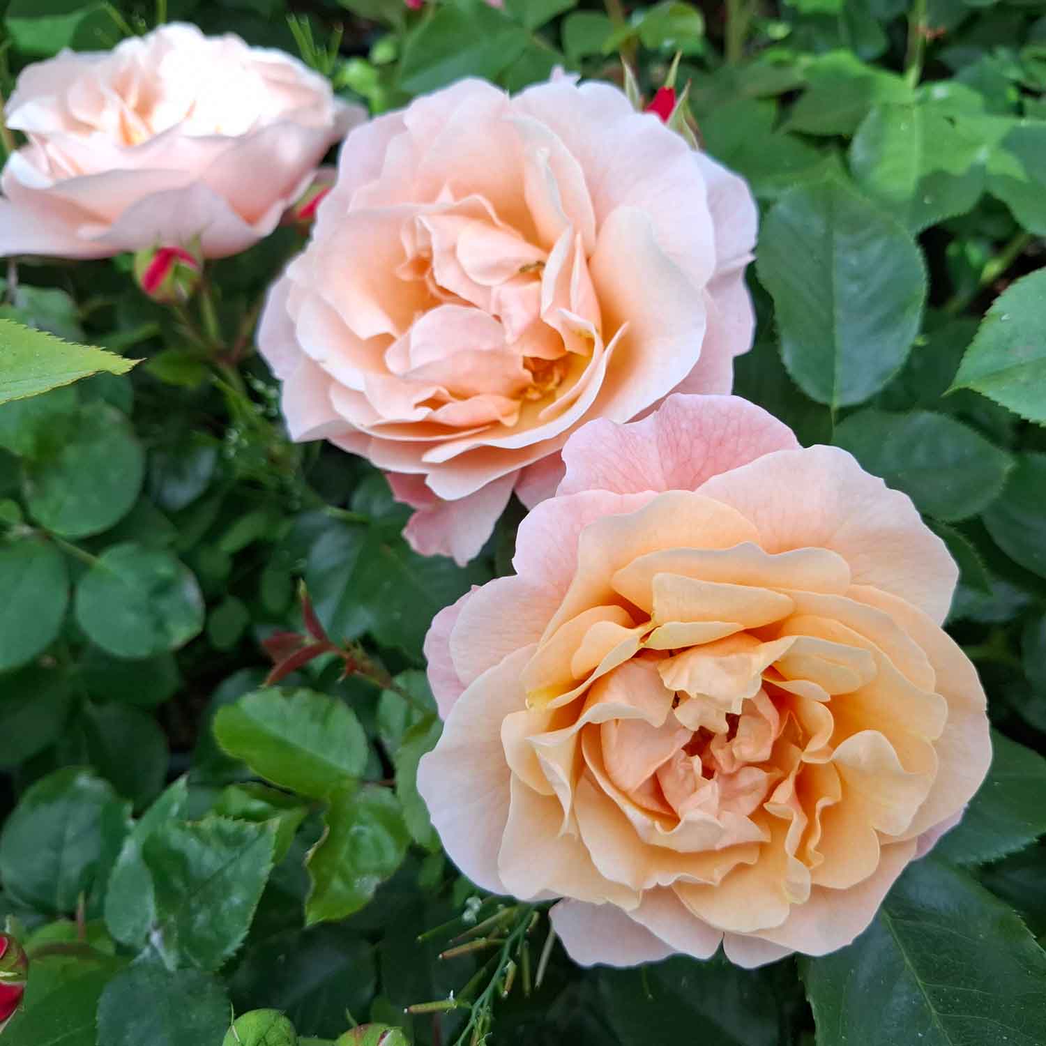 Rose 'Marie Curie'