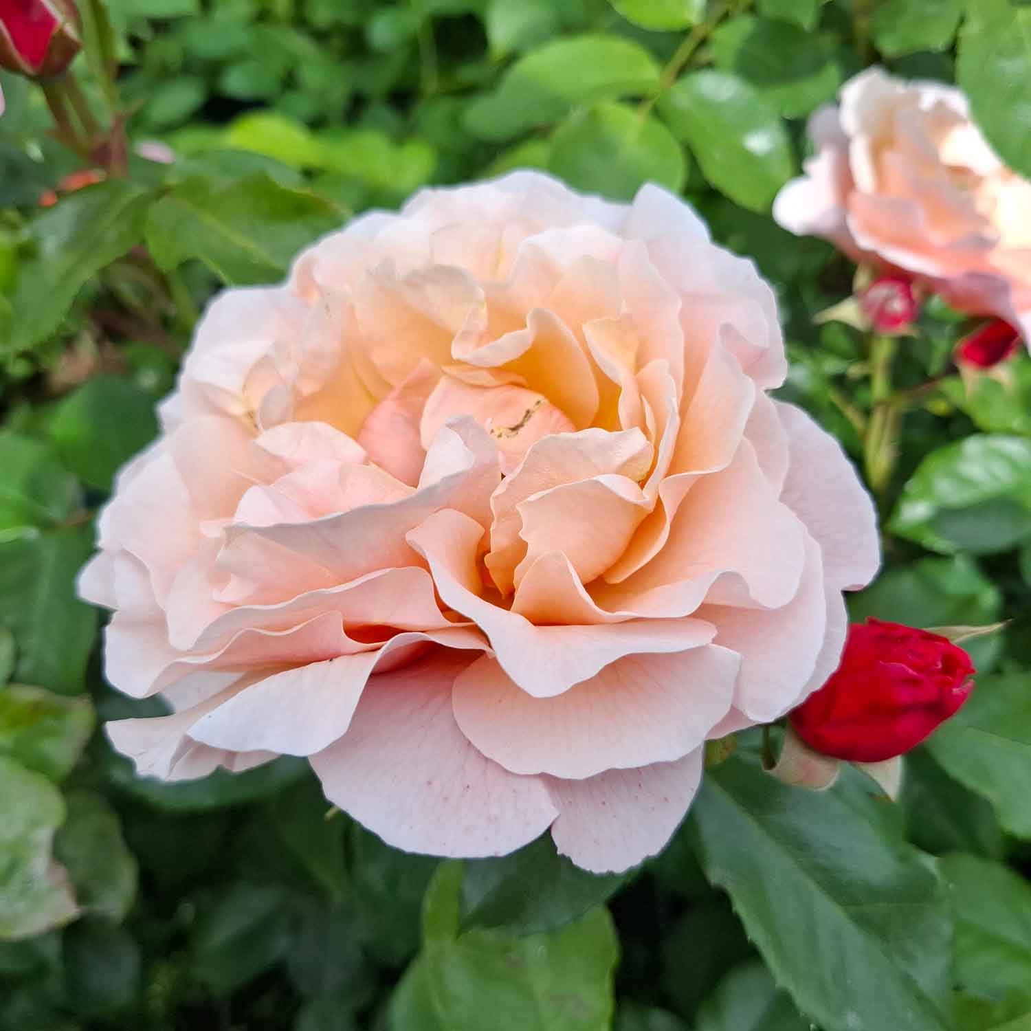 Rose 'Marie Curie'