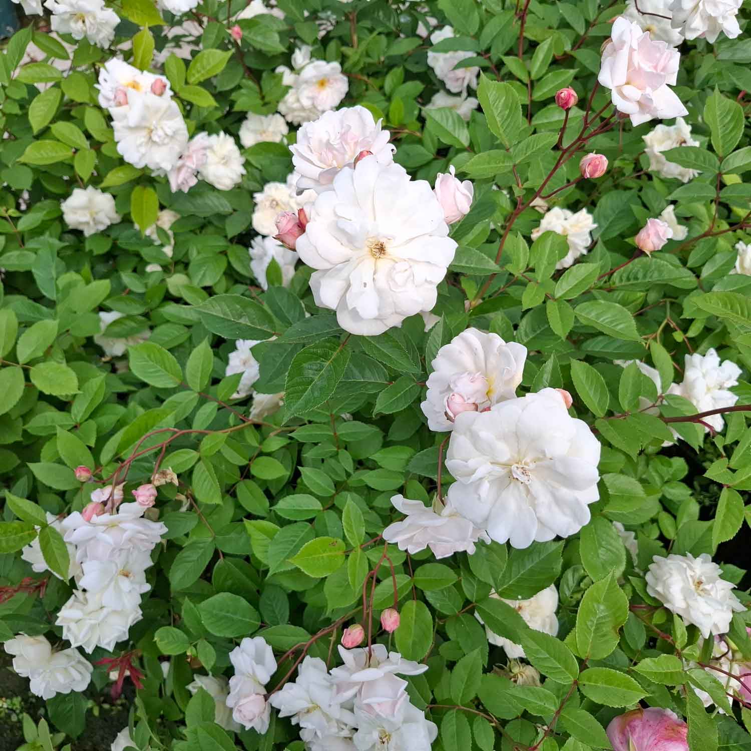 Rose 'Marie Pavié' (Marie Pavic)