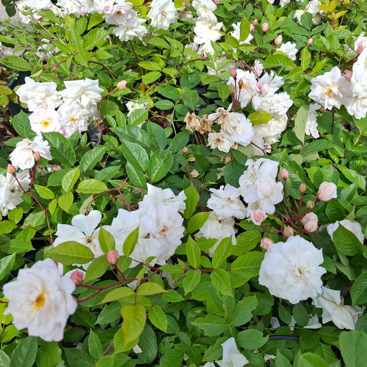 Rose 'Marie Pavié' (Marie Pavic)