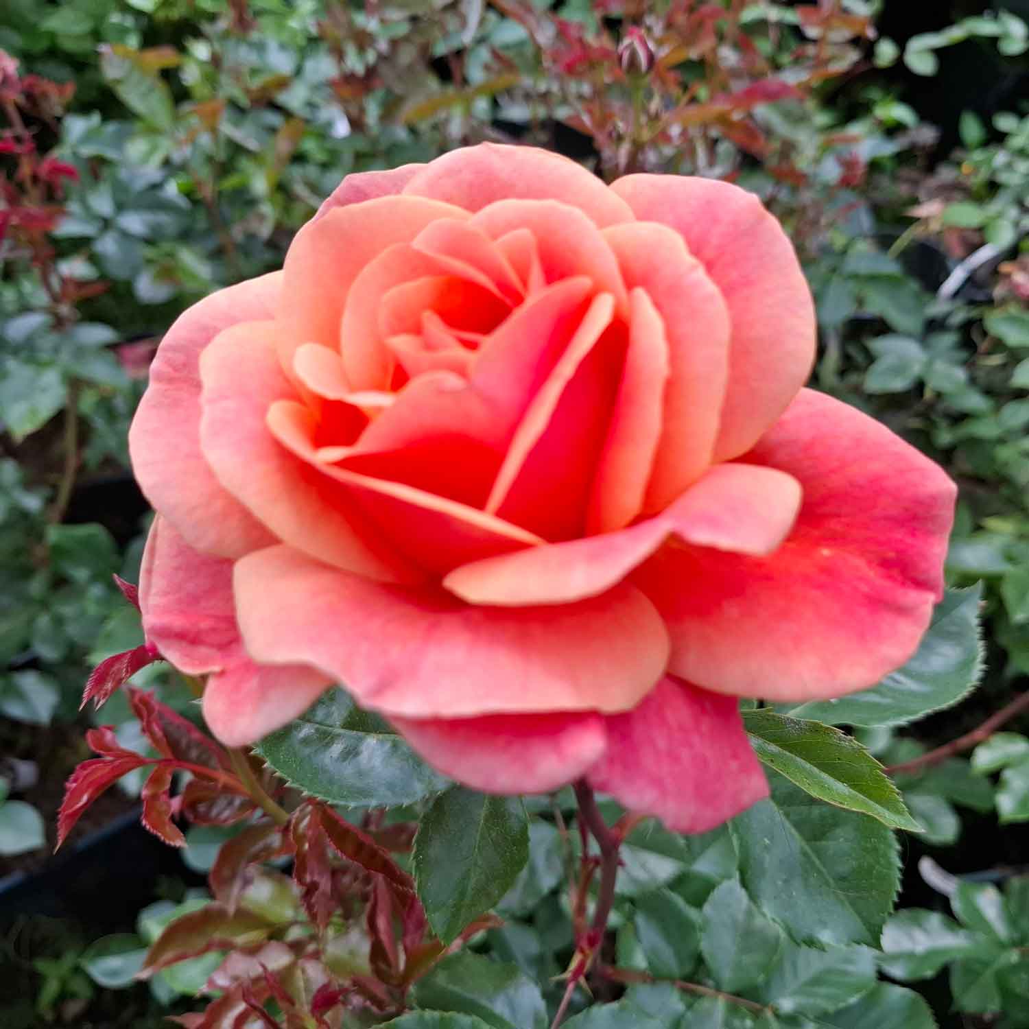 Rose 'Melusina'