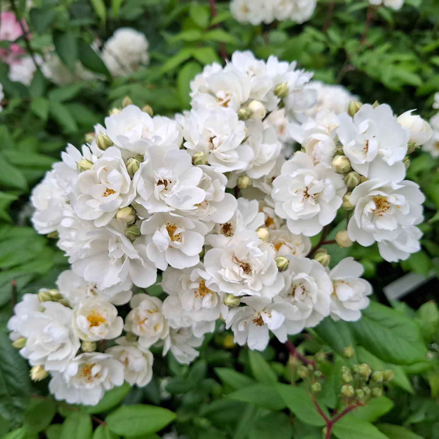Rose moschata 'Waterloo'