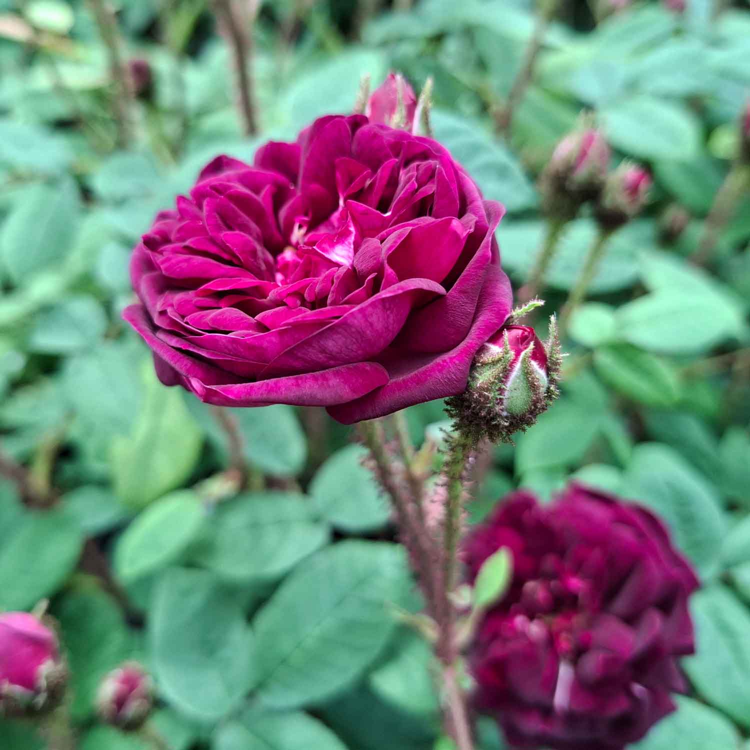 Moss rose - Rosa centifolia 'Nuits de Young'