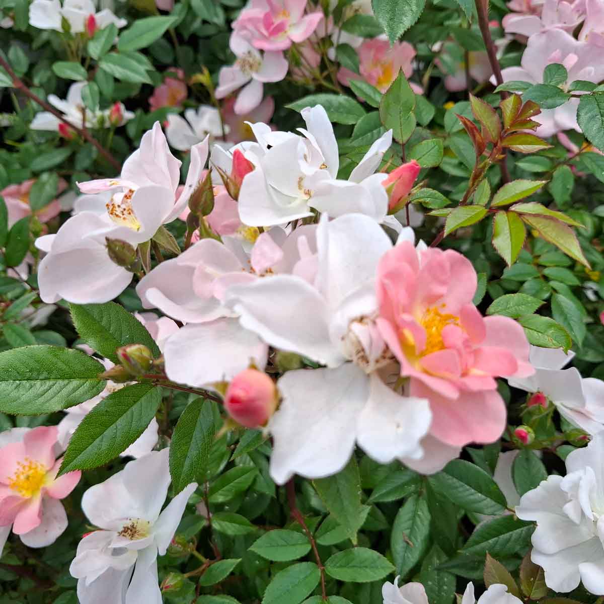 Climbing rose 'Open Arms'