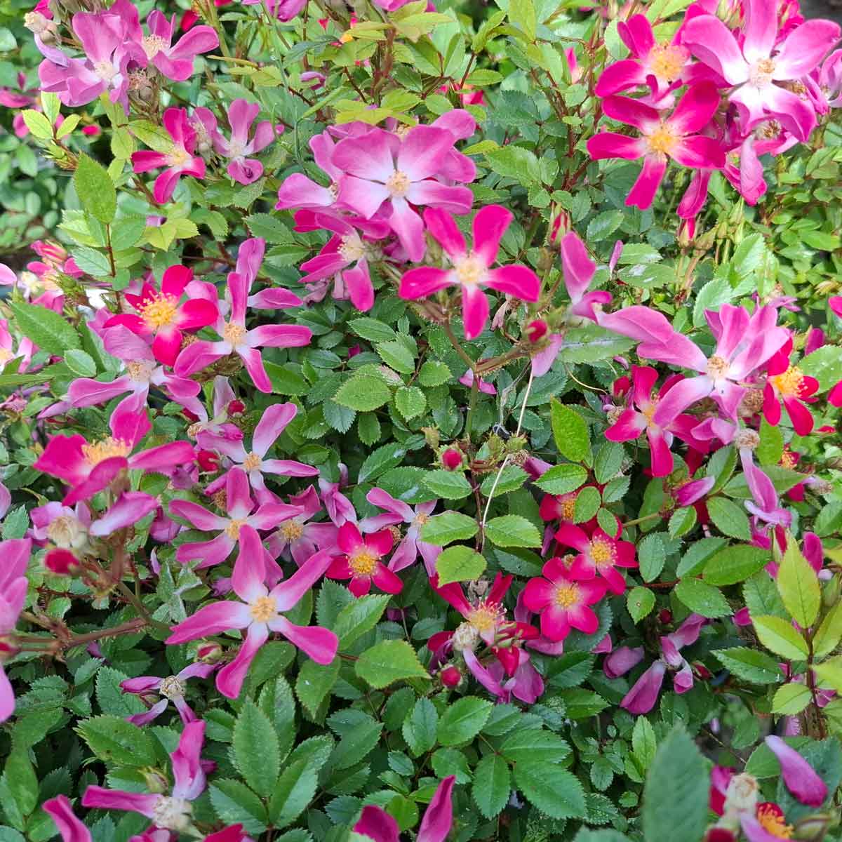 Rosa 'Palsy Walsy'