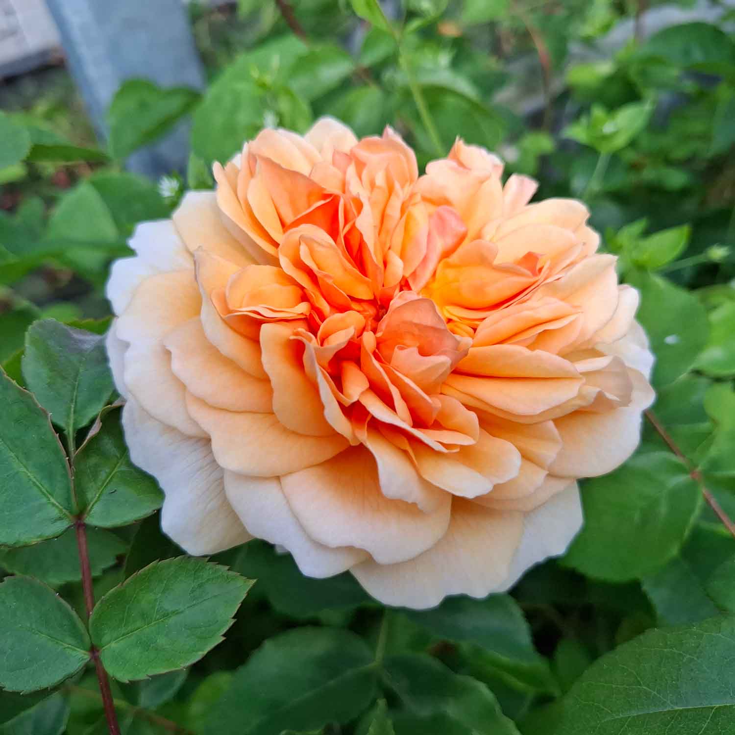 Rosa Port Sunlight (Auslofty)