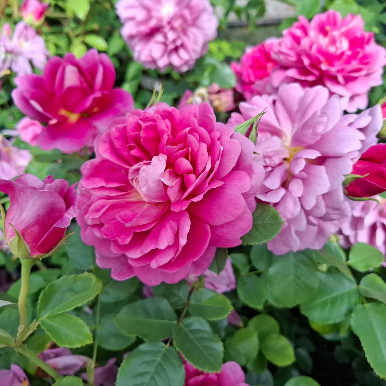 Rose "Princess Anne"