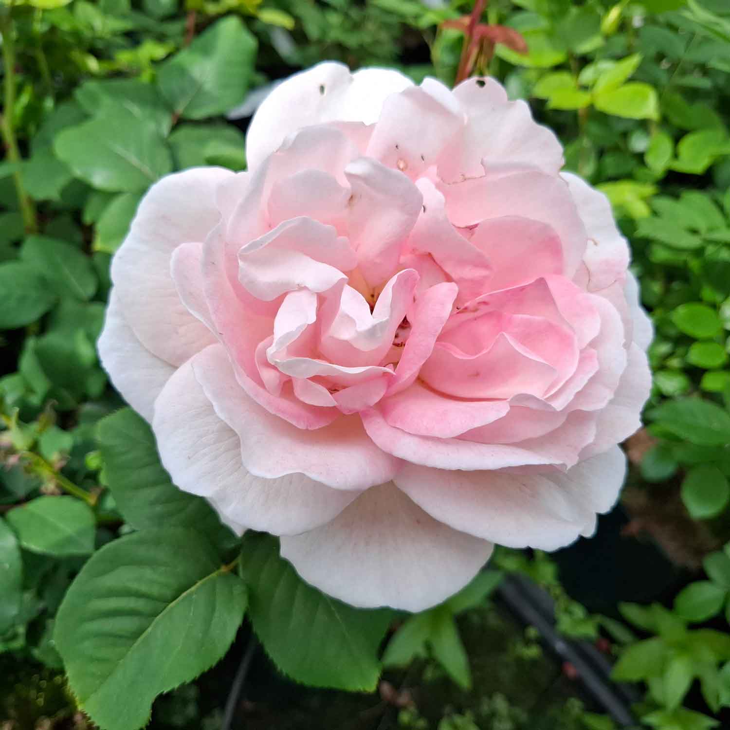 Rose 'Raquel Renaissance'