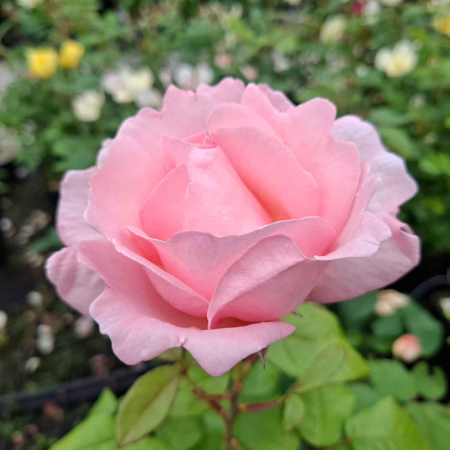 Rose 'Raquel Renaissance'