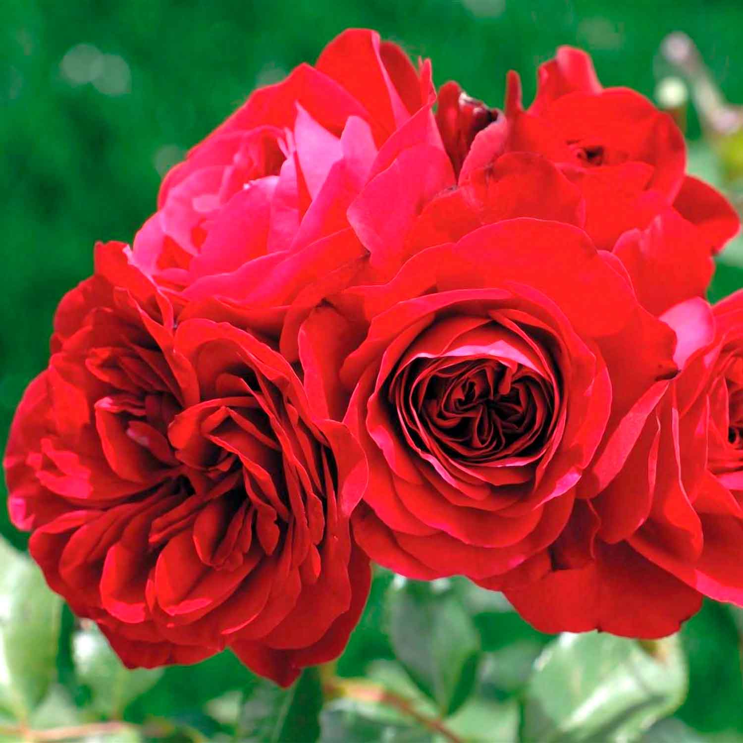 Rosa Röd Meilove 60cm skaft