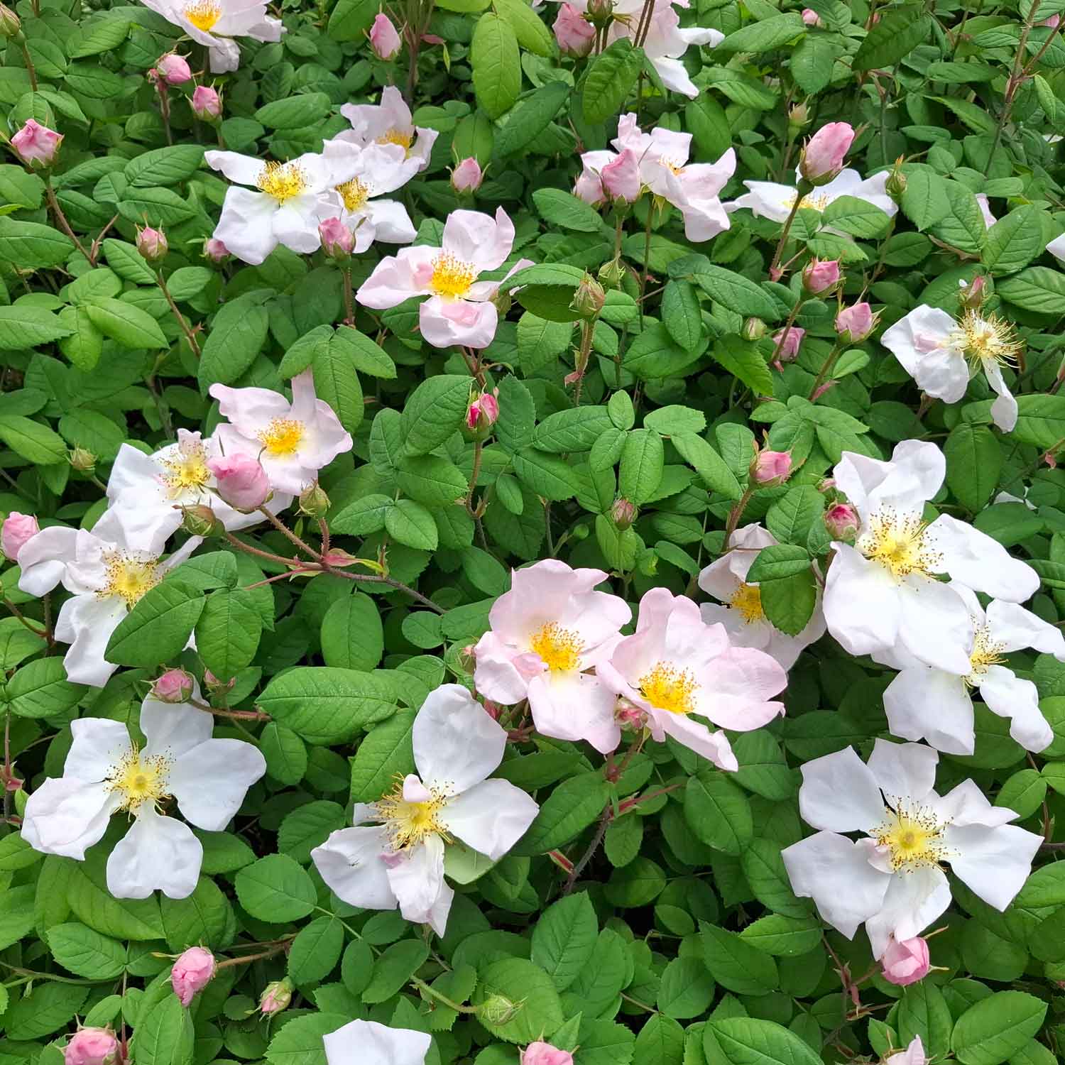 Mummy wreath rose - Rosa richardii