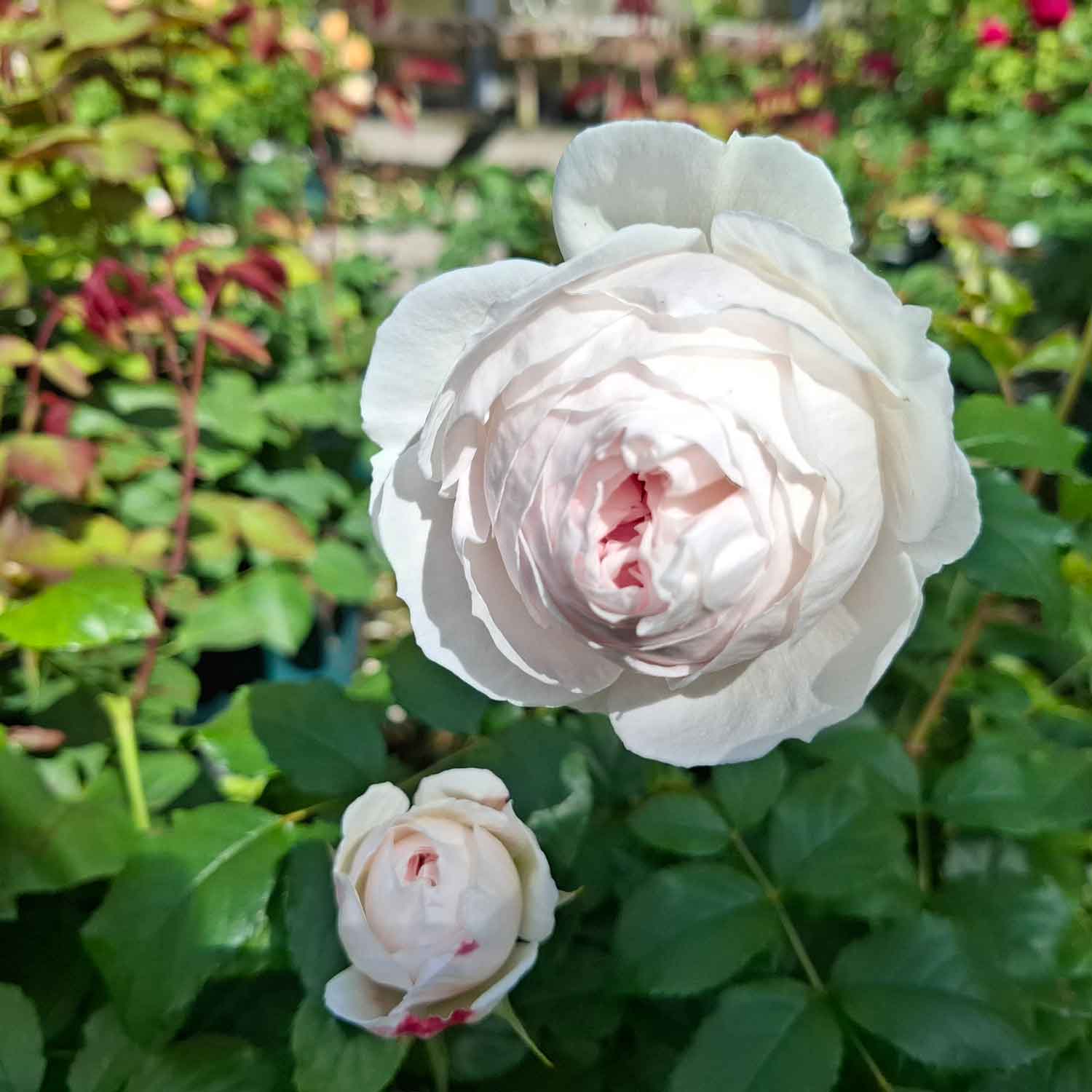 ROYAL VIKING™ Plant'n' Relax®