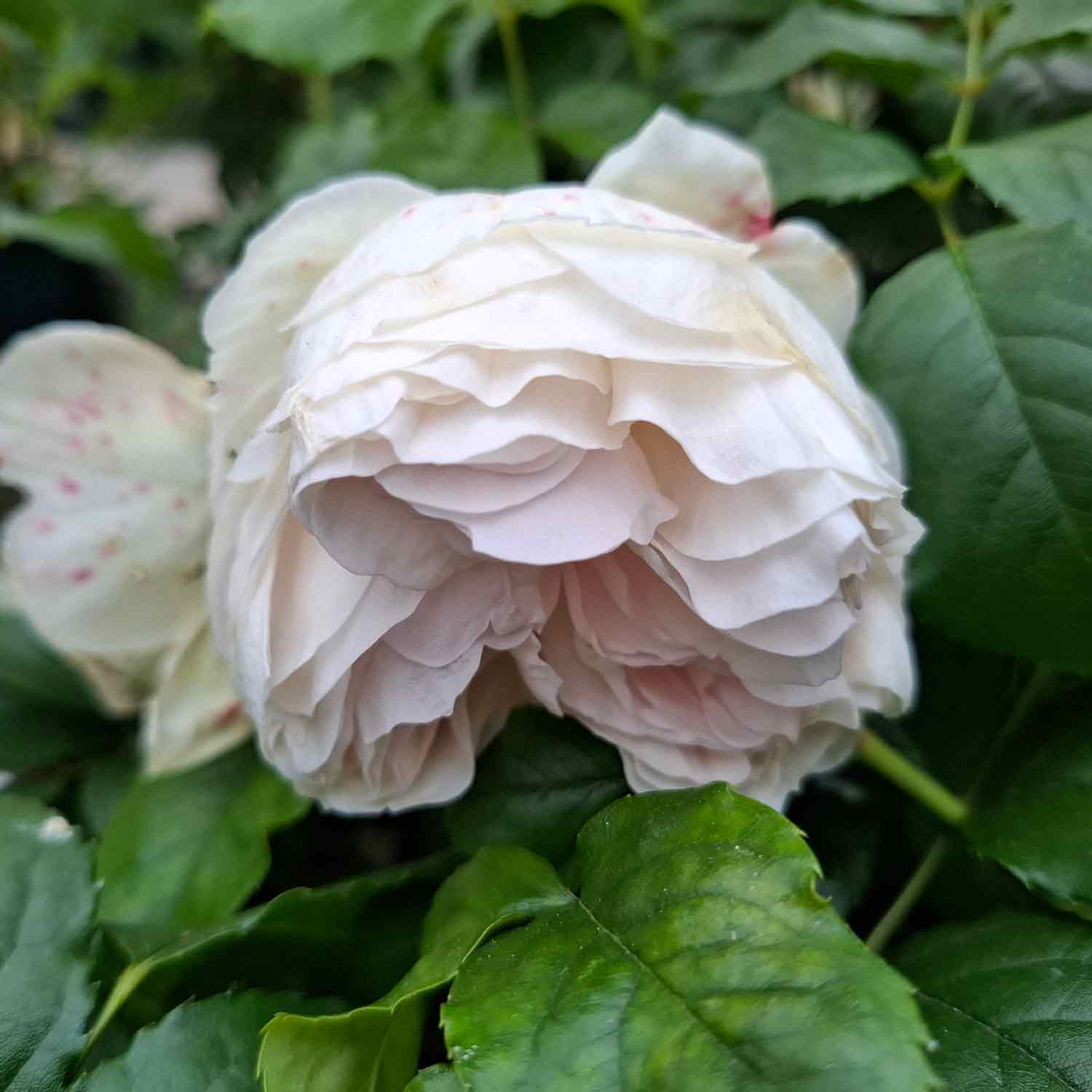 ROYAL VIKING™ Plant'n' Relax®