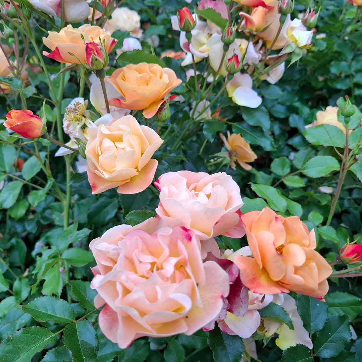 Groundcover Rose 'Sedana'