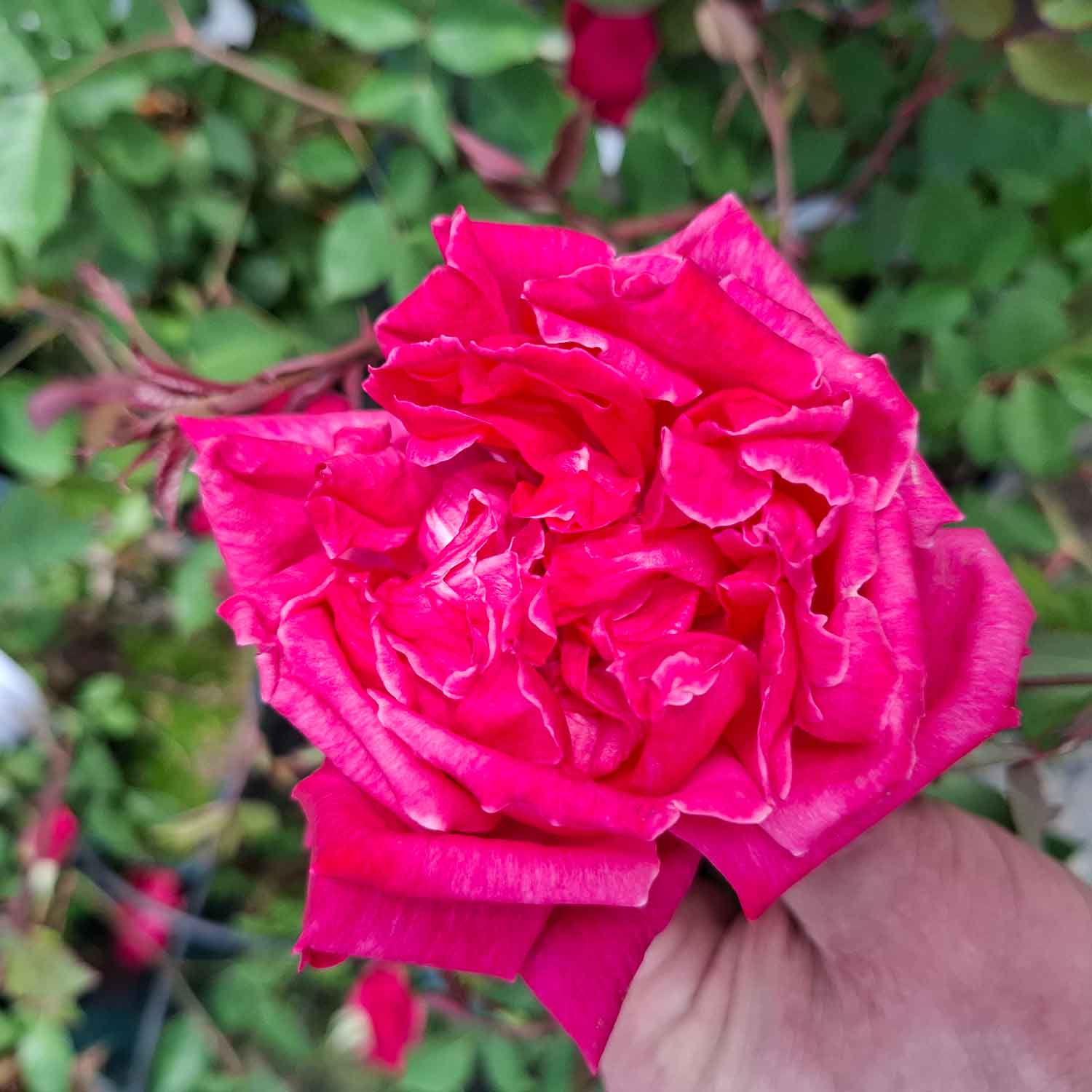 Rosa Slaters Crimson China