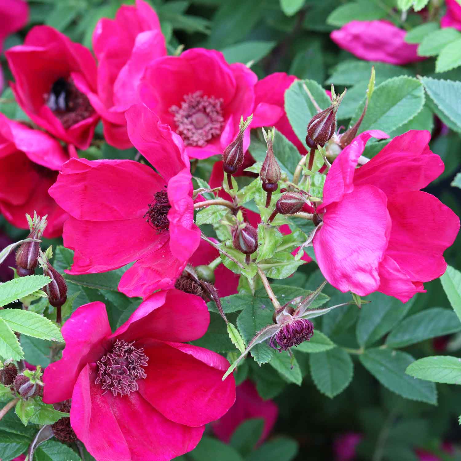 Buskrose - 'Strandperle Norderney'