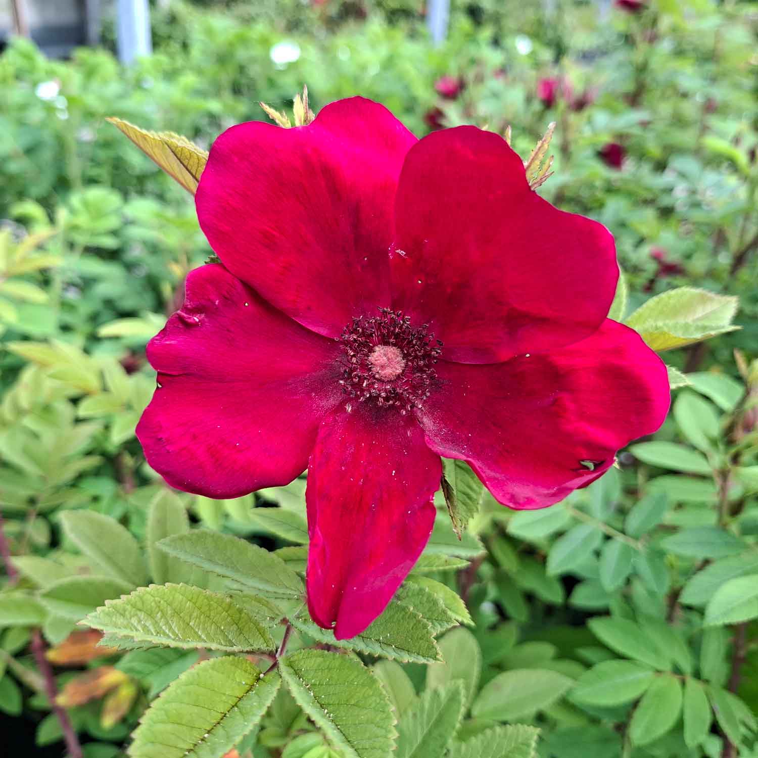 Buskrose - 'Strandperle Norderney'