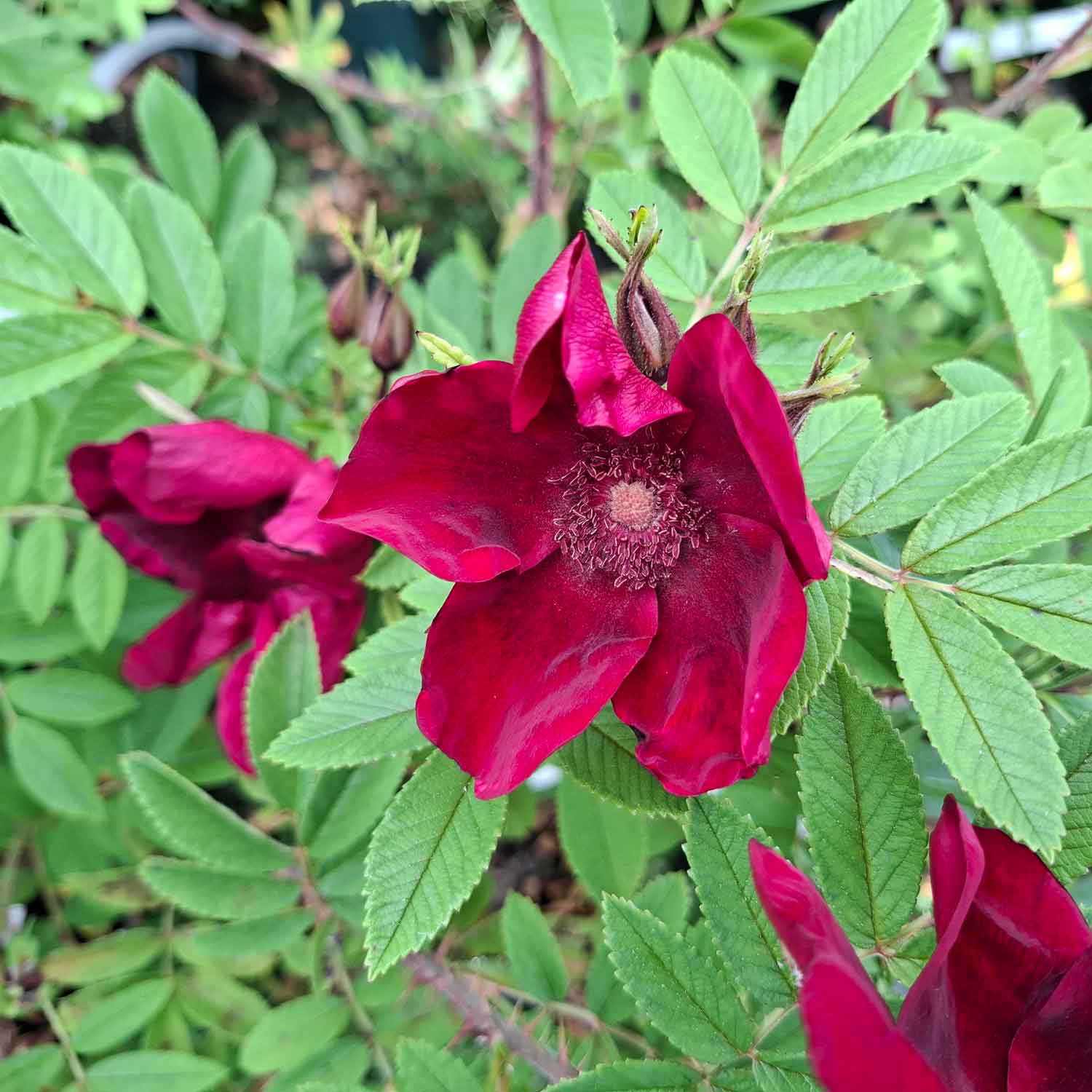 Buskrose - 'Strandperle Norderney'