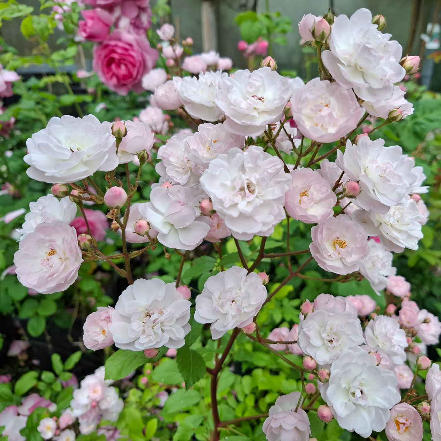 Rosa moschata 'Sweet Clouds'