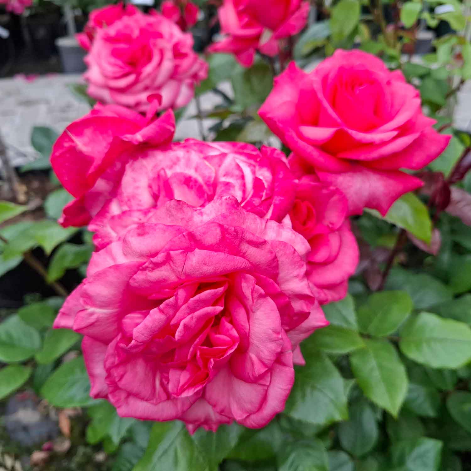Rosa Tascaria