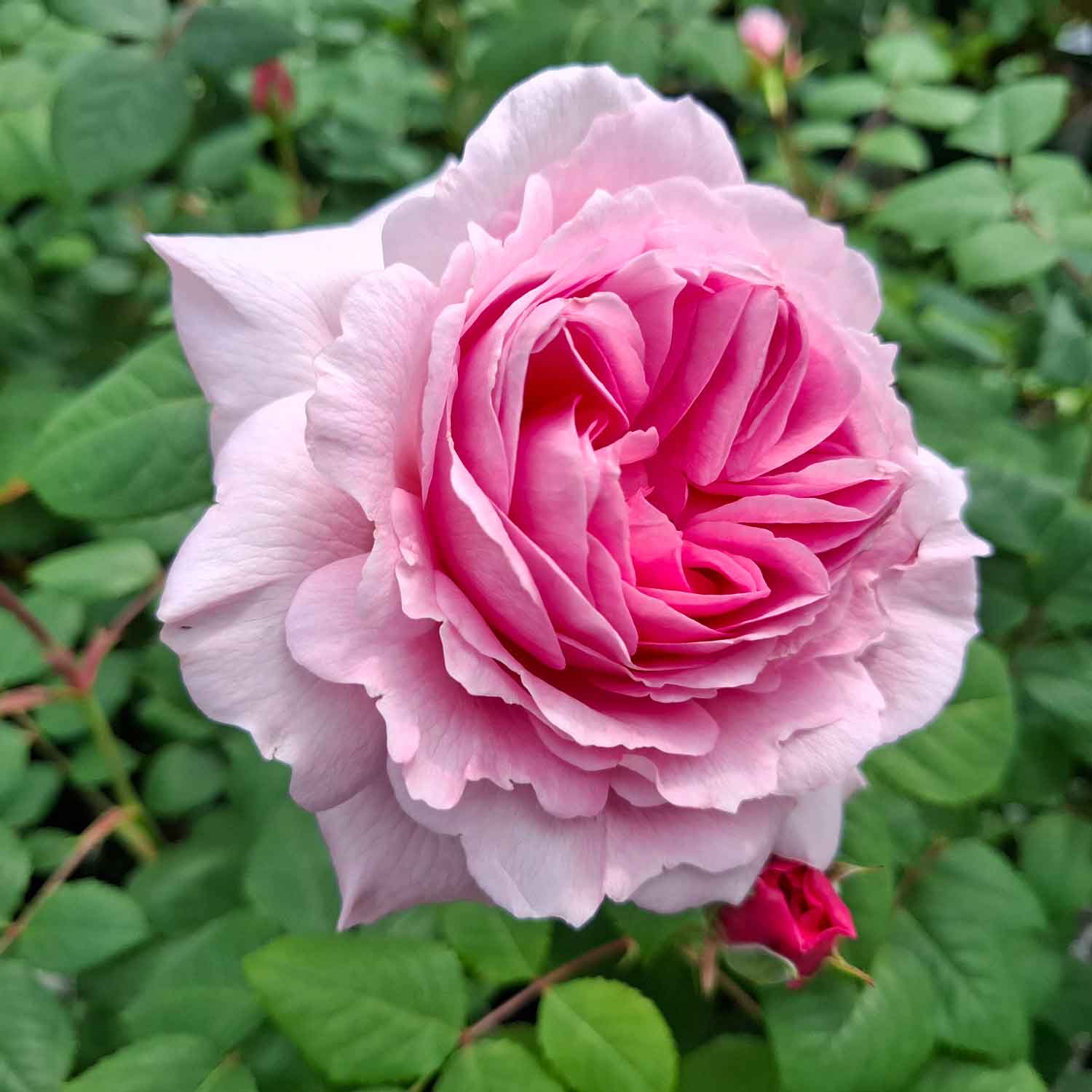 Rosa The Ancient Mariner (Ausoutcry)