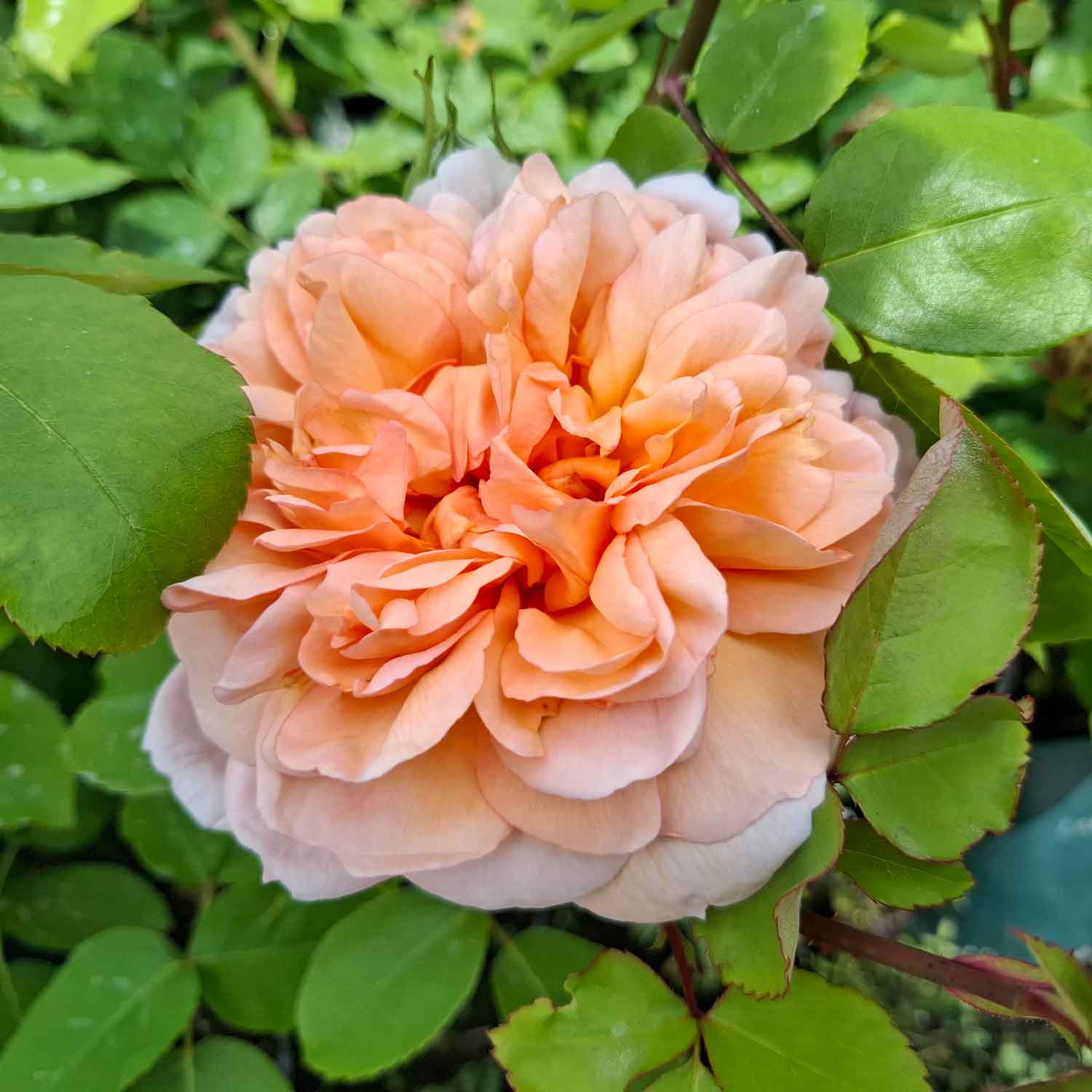 Rose 'The Lady Gardener' - (Ausbrass)