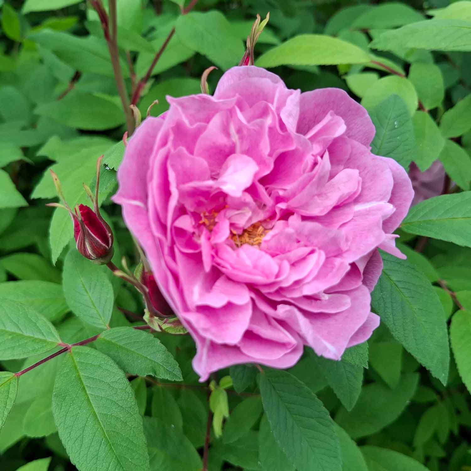Nyponrugosa 'Therese Bugnet'