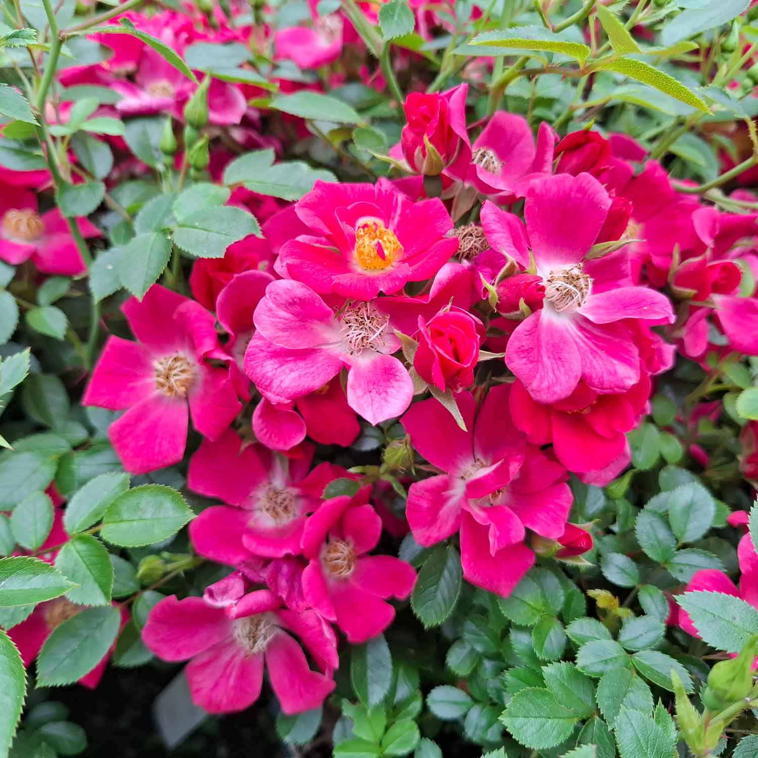 Groundcover Rose 'Thumbelina'
