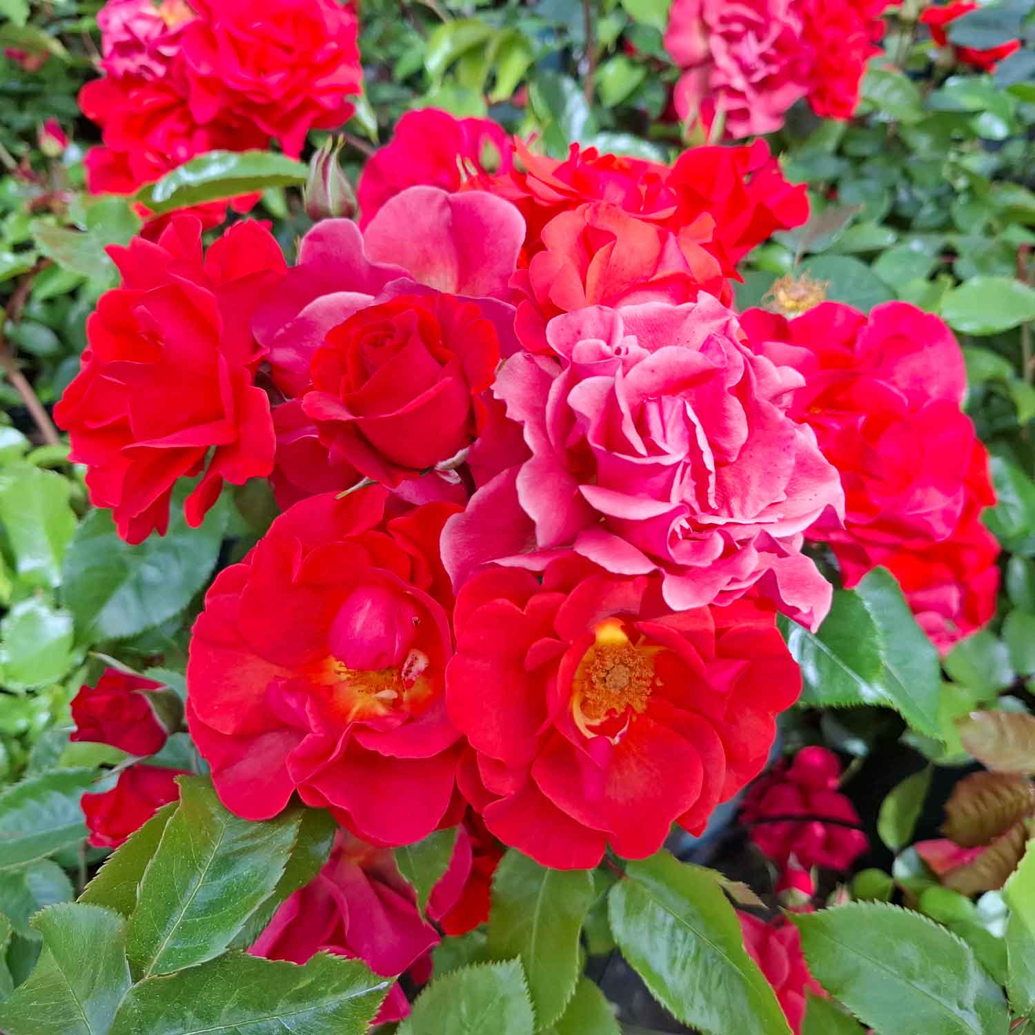 Rose 'Westpoint'