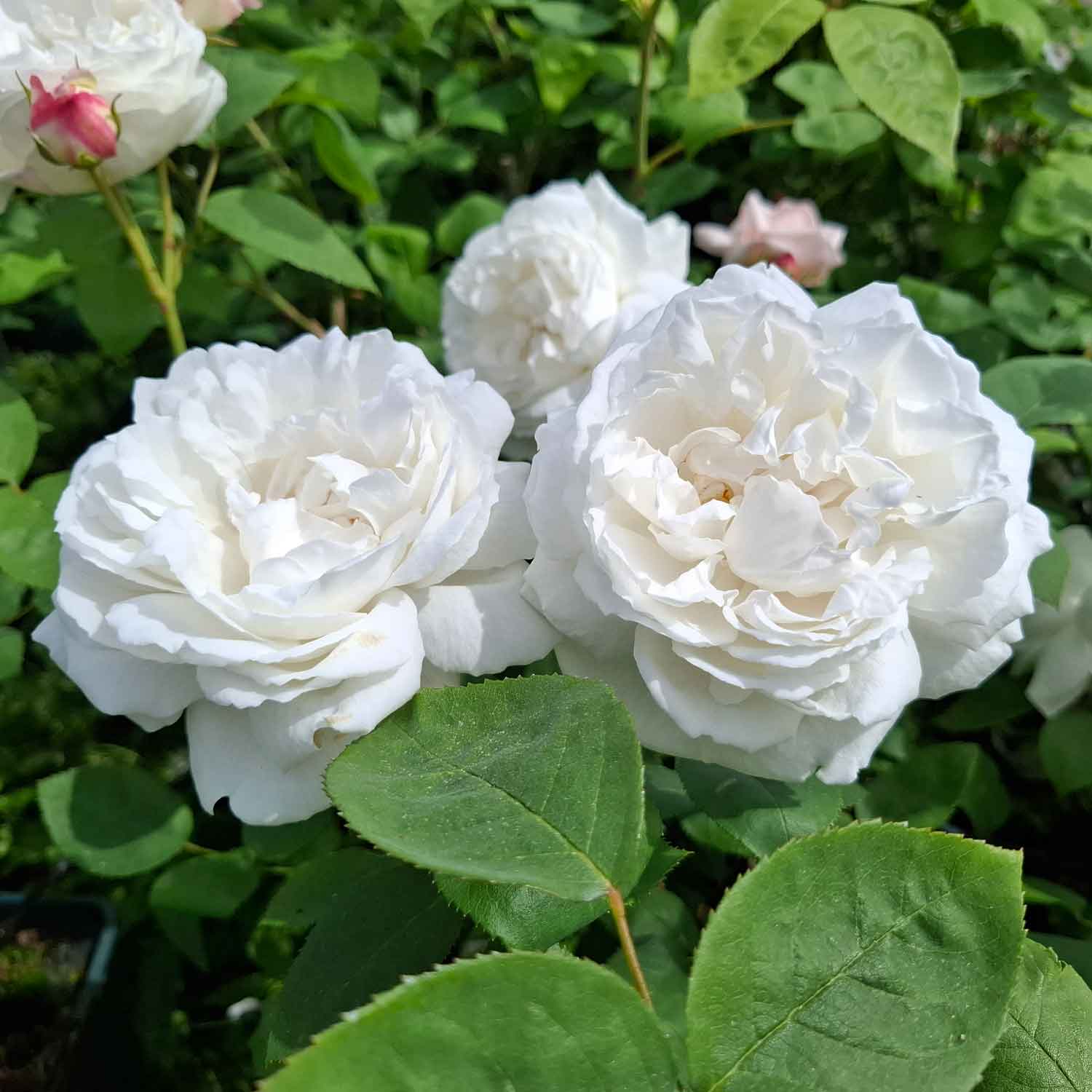 Rose 'Winchester Cathedral' - (Auscat)