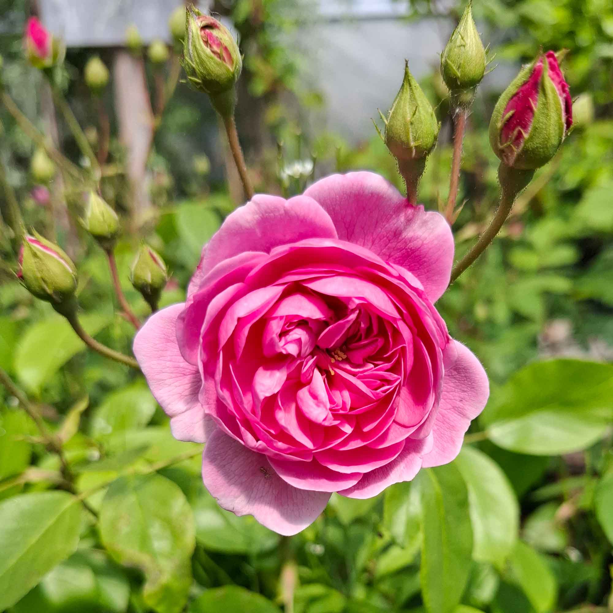 Rose 'Harlow Carr' - (Aushouse)
