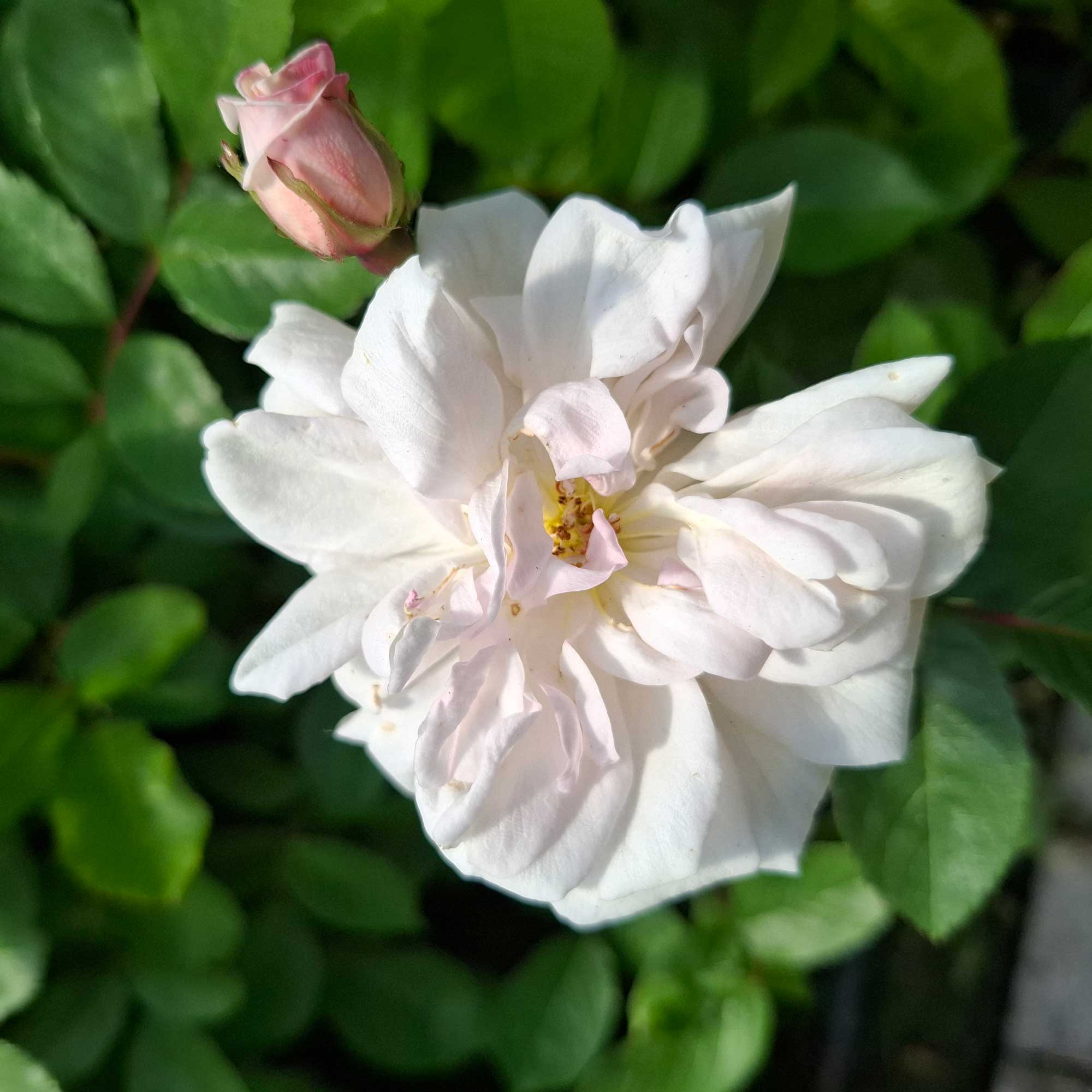 Rose 'Marie Pavié' (Marie Pavic)