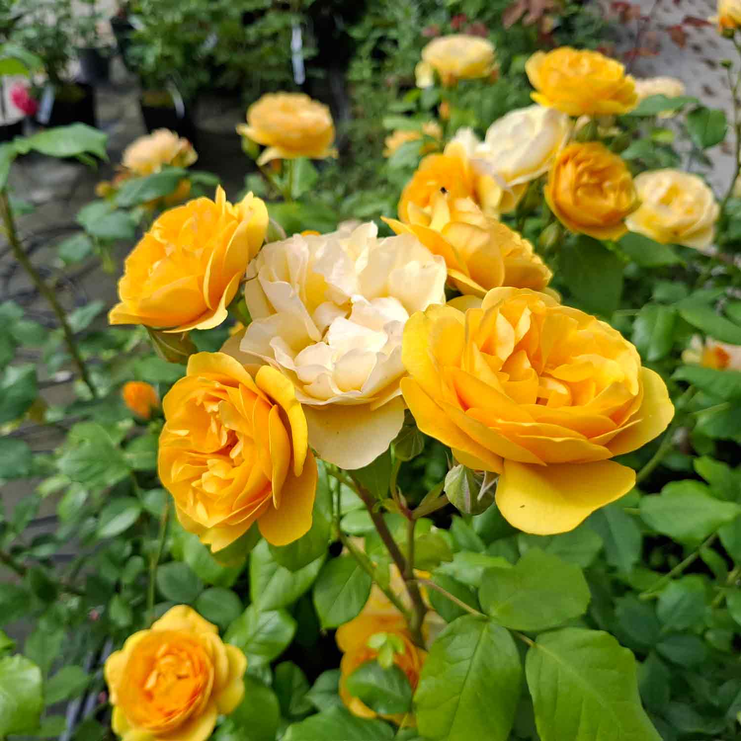 Rose "Absolutely Fabulous"