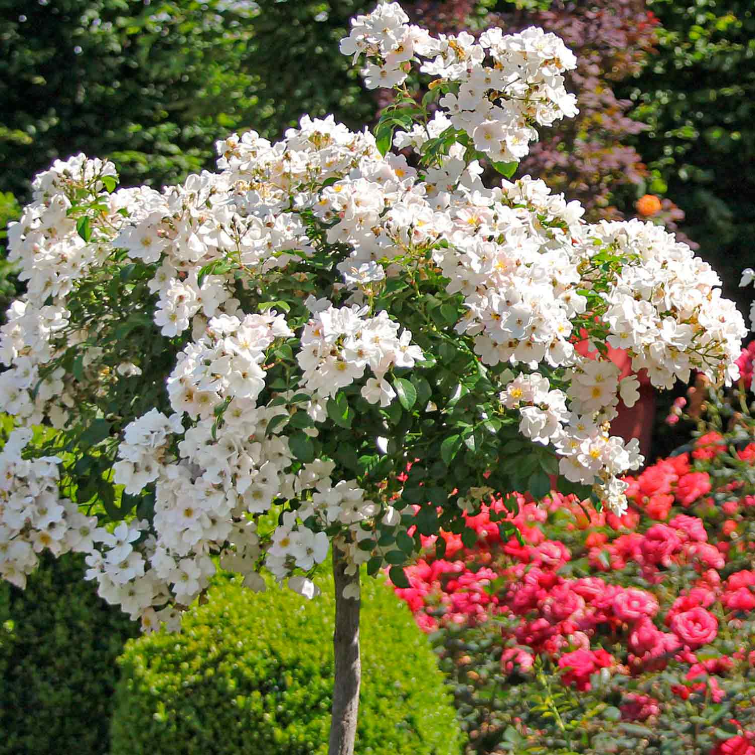 Rose Apfelblüte