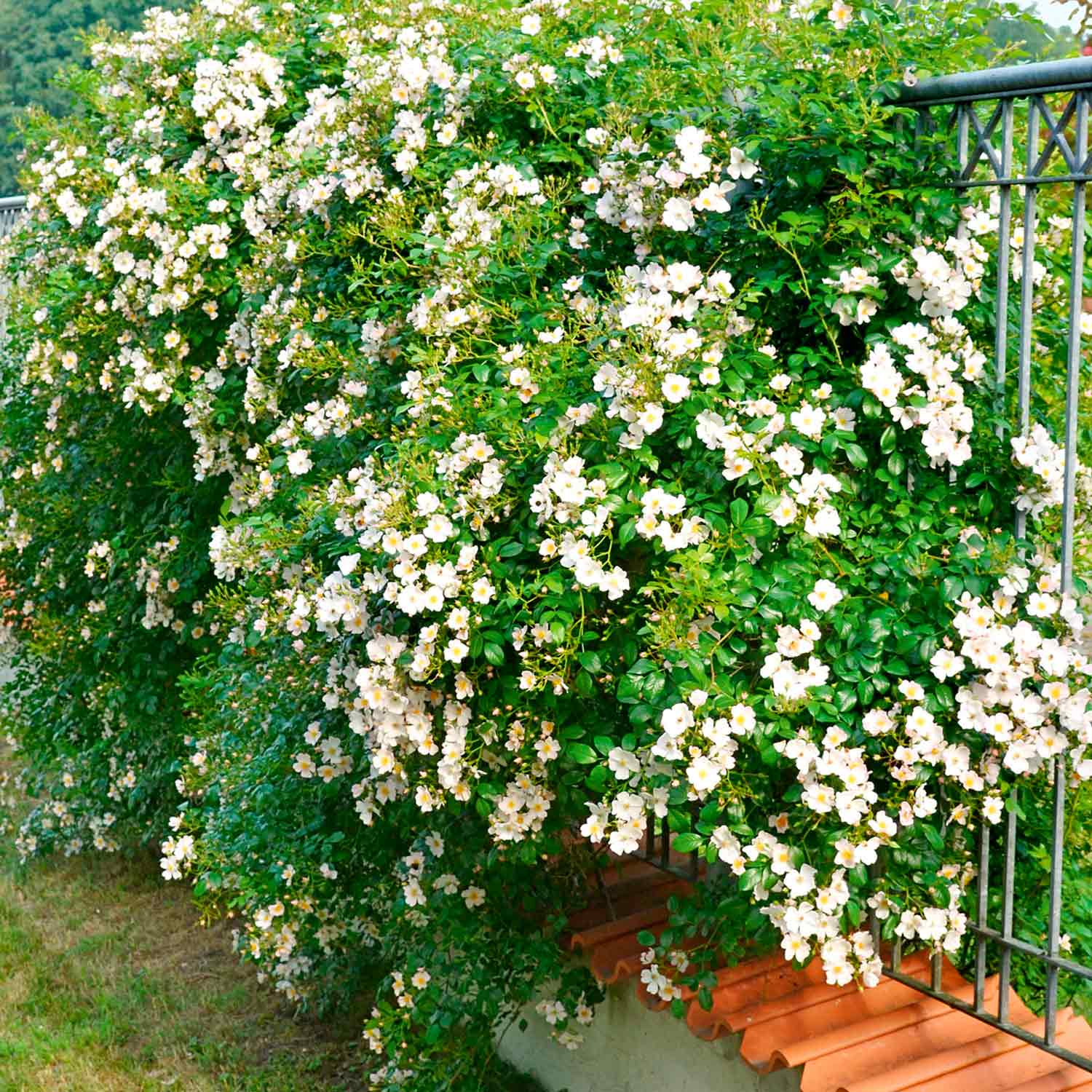 Rose Apfelblüte