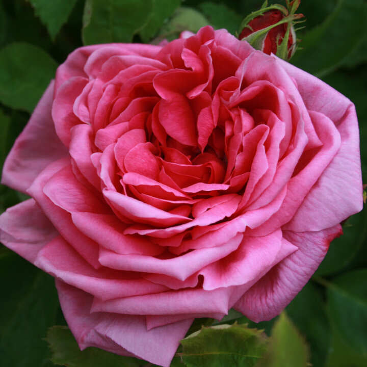 Bourbon rose 'Reine Victoria'