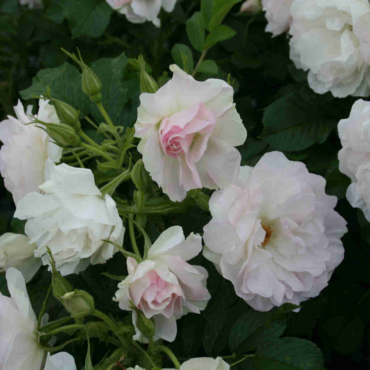 Rosehip rugosa 'Ritausma'