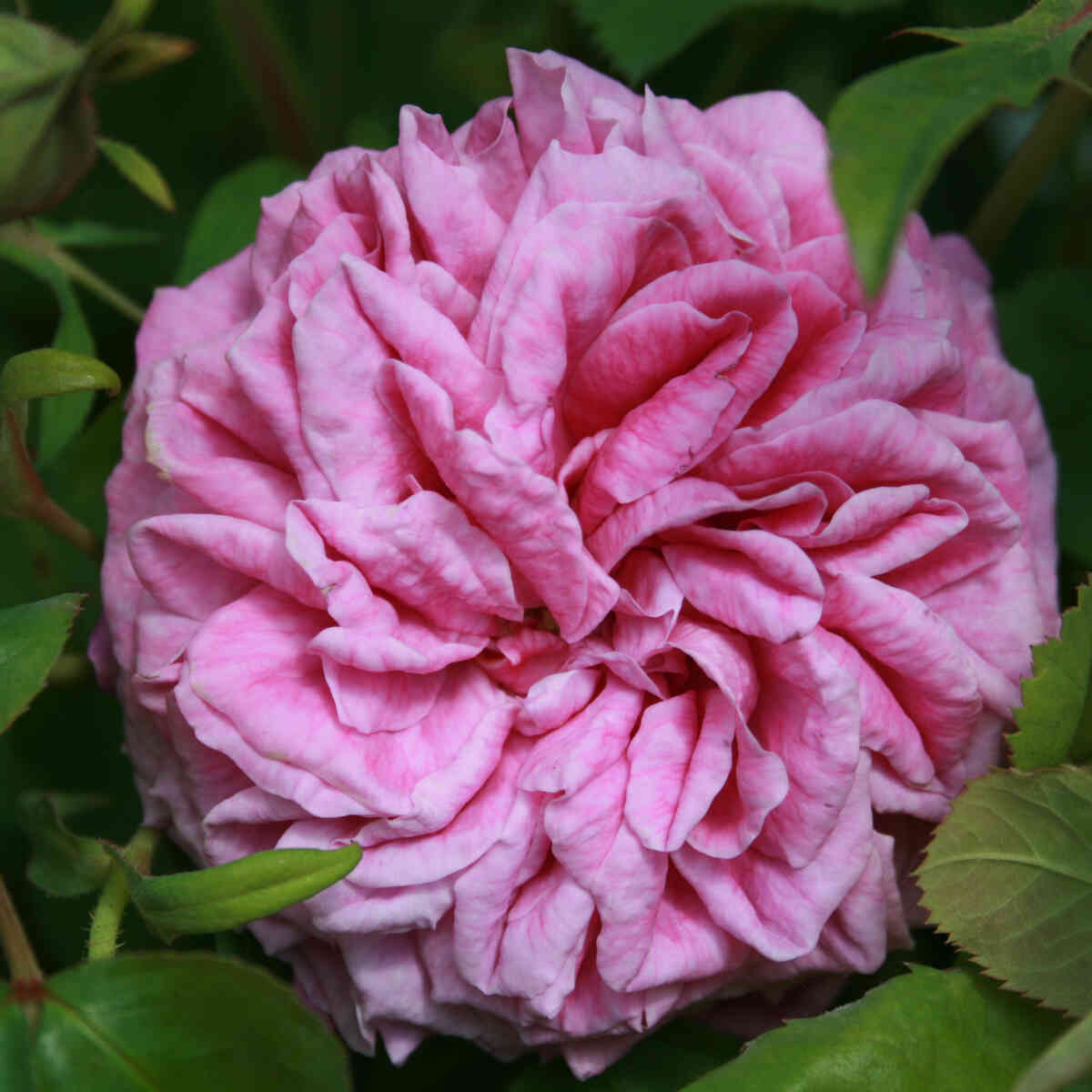 Historic rose - Rosa 'Heroine de Vaucluse'