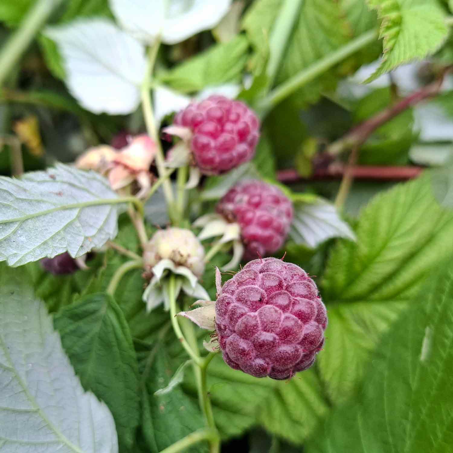 Rubus idaeus 'Glen Coe' 40/50 C5
