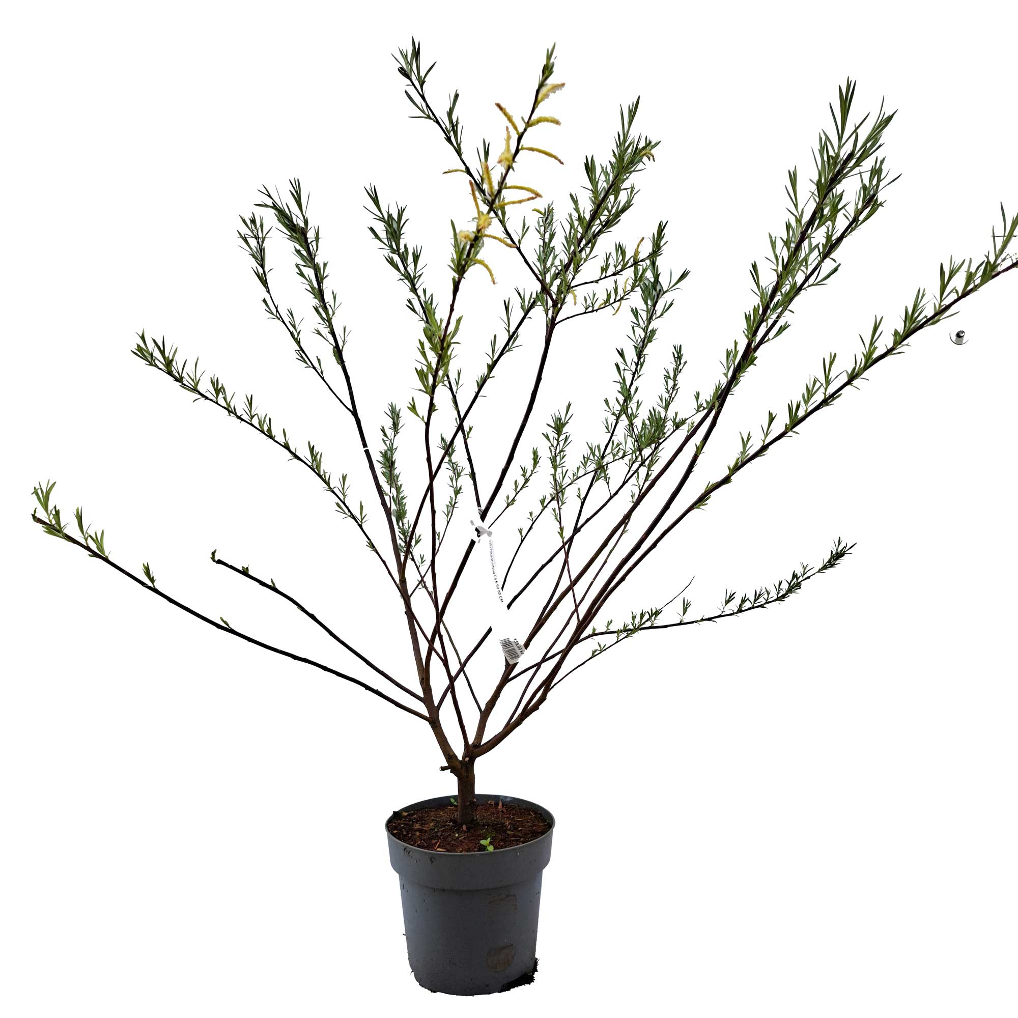 Salix rosmarinifolia C4.6 60-80 CM