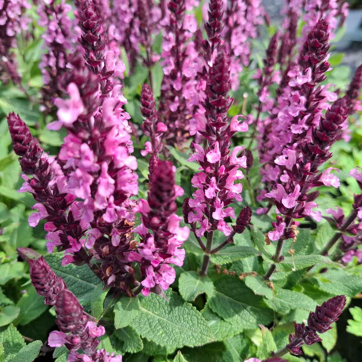 Salvia nem. Midnight Rose 17cm
