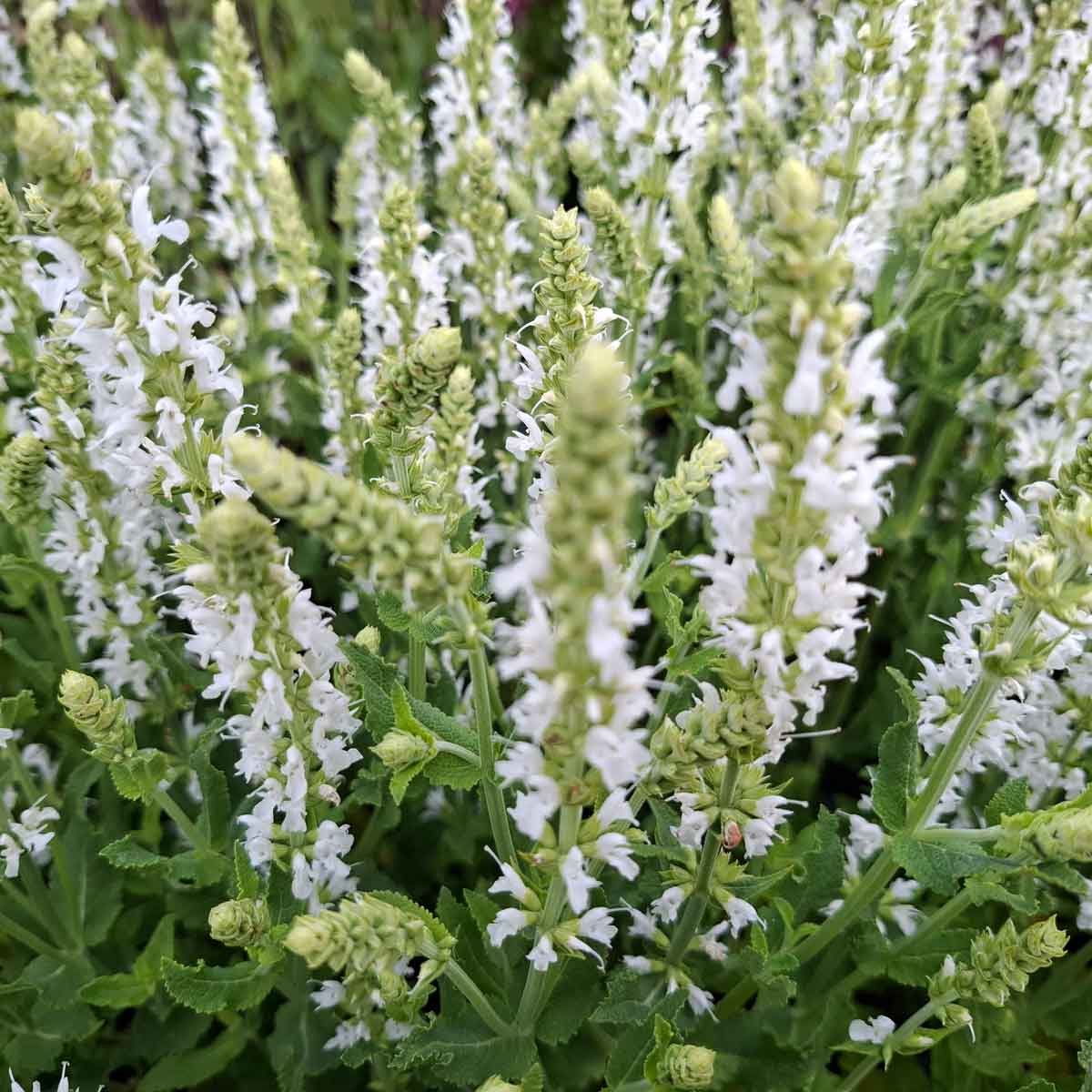 Salvia nemorosa 'Schneehügel' 1L