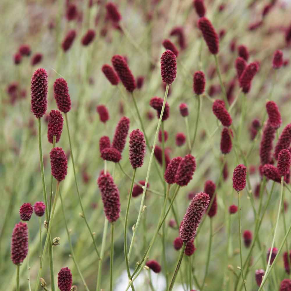 Sanguisorba 'Cangshan Cranberry' P9
