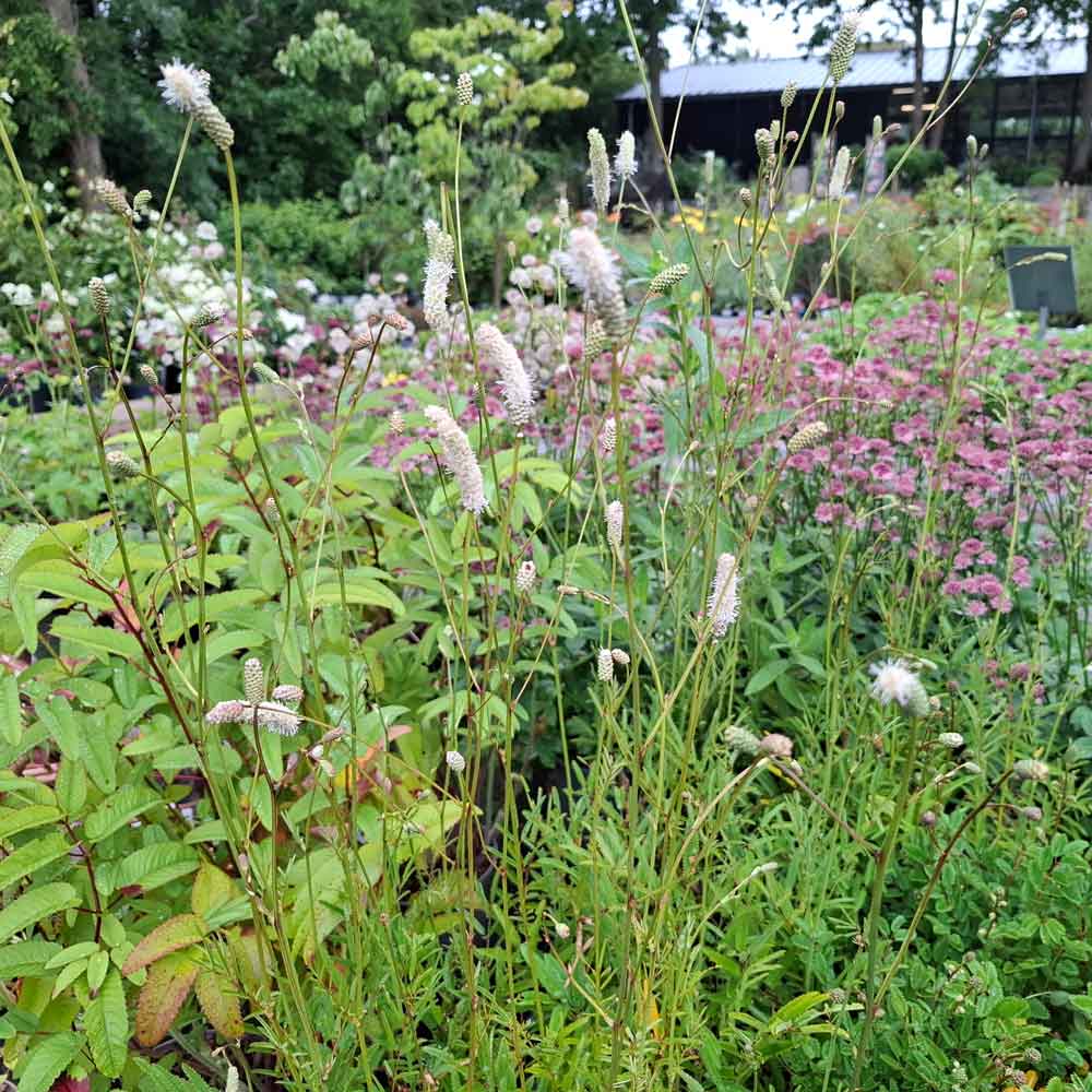 Sanguisorba 'Burr Blanc' P9